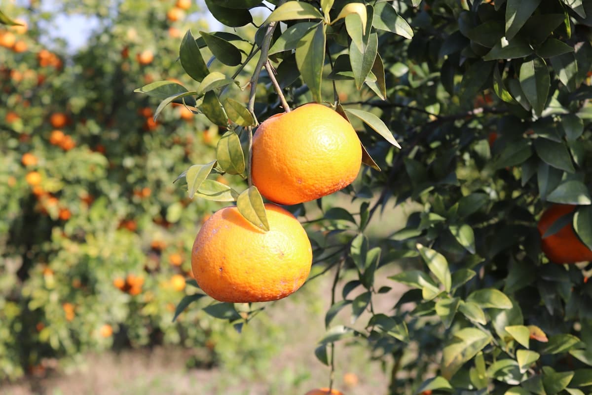 Sunrise Orchards