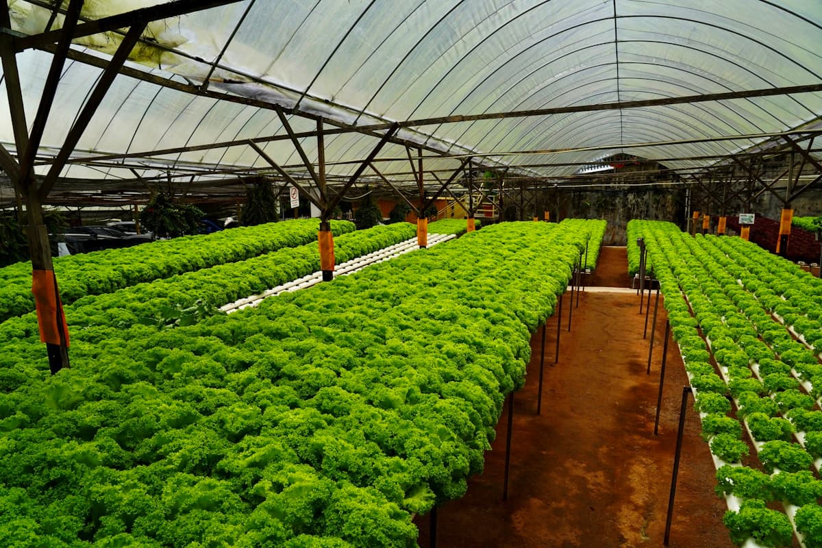 Moyo Family Gardens