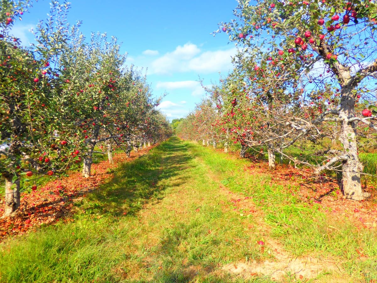 Nyamandi Family Farm
