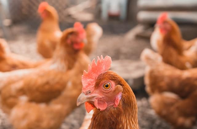 Free-range chickens