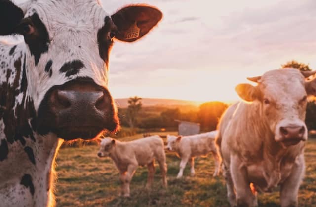 Livestock & Dairy