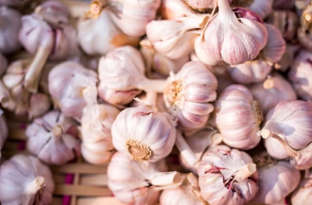 Garlic