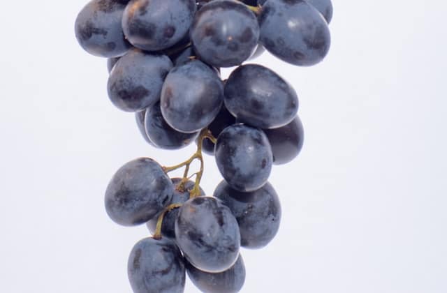 Grapes