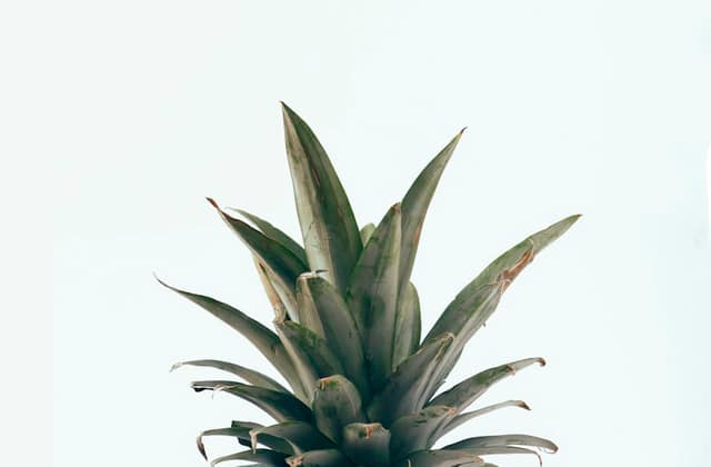 Pineapples